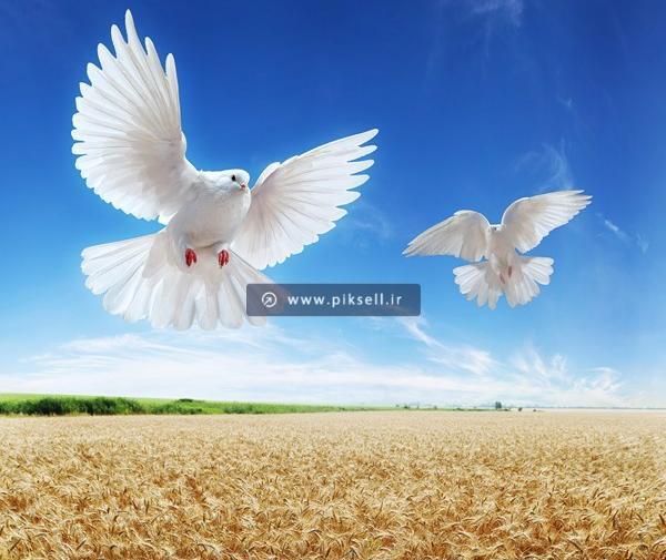 عکس پرنده سفید در حال پرواز
