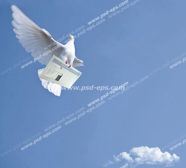 عکس پرنده سفید در حال پرواز