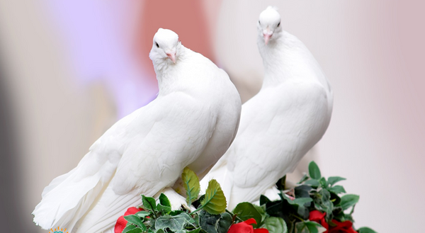 عکس پرنده سفید در حال پرواز
