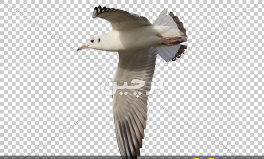 عکس پرنده سفید در حال پرواز