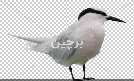 عکس پرنده های سفید