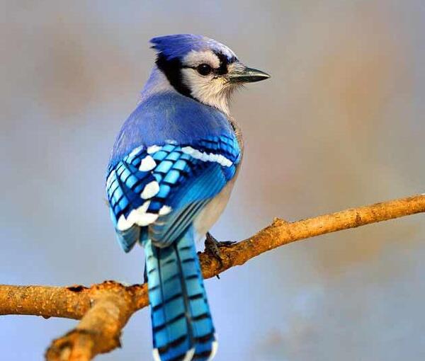 عکس پرنده های سفید