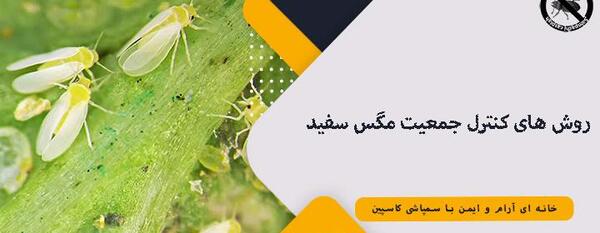 عکس حشره سفید بالک