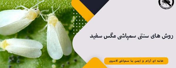 عکس حشره سفید بالک