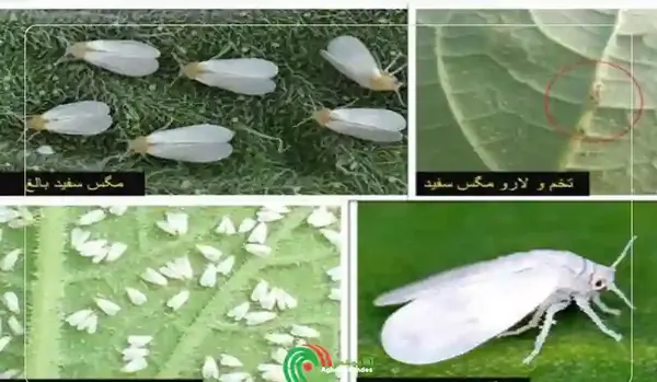عکس حشره سفید بالک