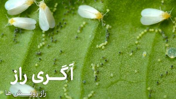 عکس حشره سفید بالک
