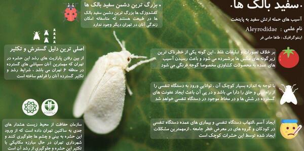 عکس حشره سفید بالک