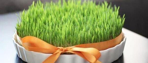 عکس مراحل کاشت سبزه عید با گندم