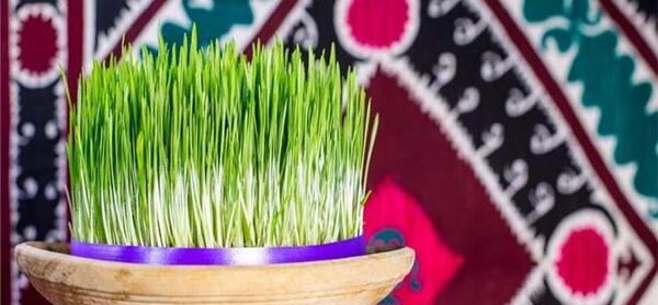عکس مراحل کاشت سبزه عید با گندم