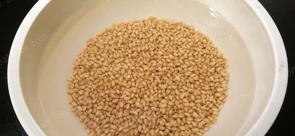 عکس مراحل کاشت سبزه عید با گندم