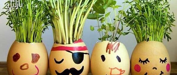 عکس مراحل کاشت سبزه عید با گندم