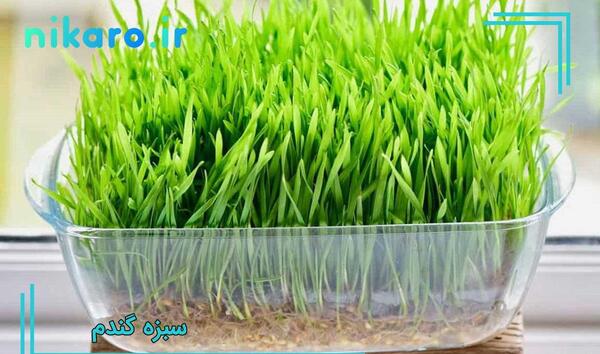 عکس مراحل کاشت سبزه عید با گندم
