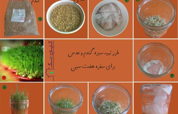 عکس مراحل کاشت سبزه عید با گندم