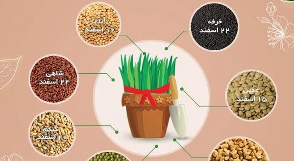عکس مراحل کاشت سبزه عید با گندم