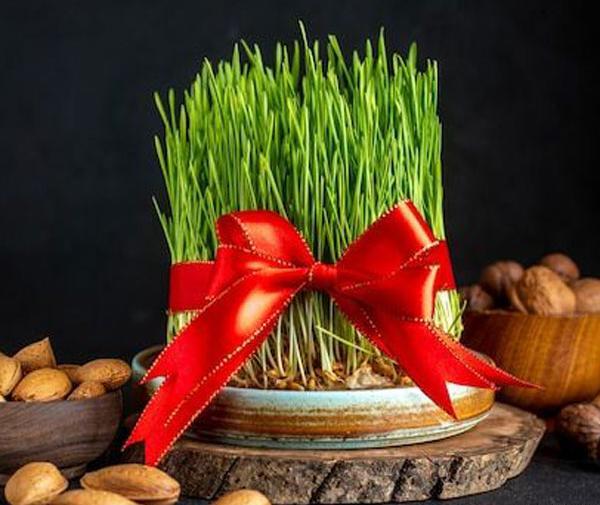 عکس مراحل کاشت سبزه عید با گندم