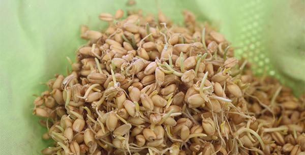 عکس مراحل کاشت سبزه عید با گندم
