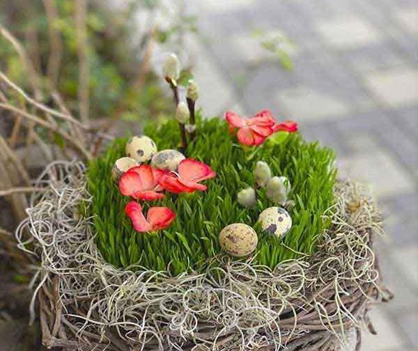 عکس انواع سبزه برای عید