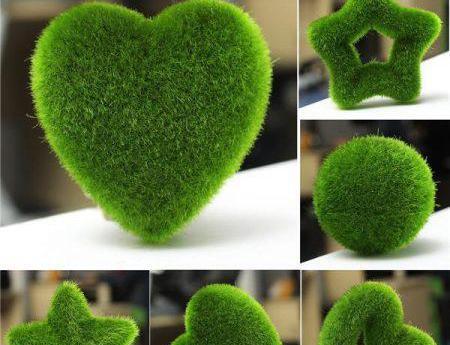 عکس انواع سبزه برای عید