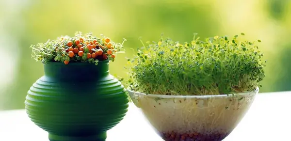 عکس انواع سبزه برای عید