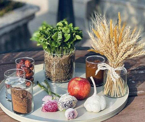 عکس انواع سبزه برای عید
