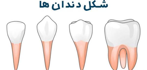 عکس دندان سفید و مرتب