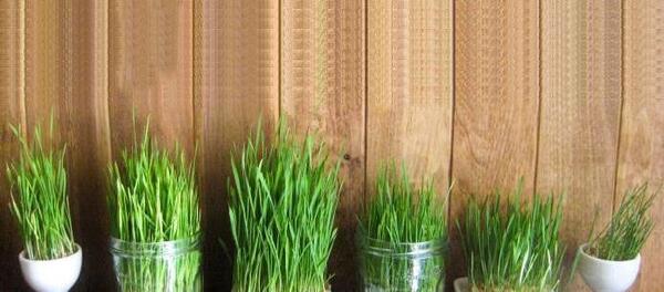 عکس سبزه ی عید نوروز