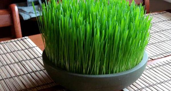عکس سبزه ی عید نوروز