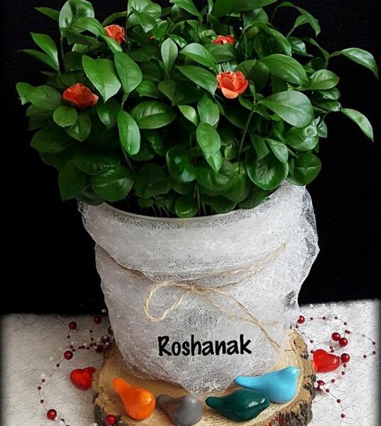 عکس سبزه ی عید نوروز