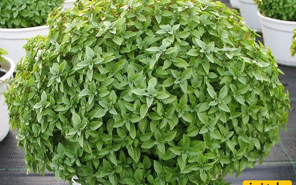 عکس سبزه ی عید نوروز
