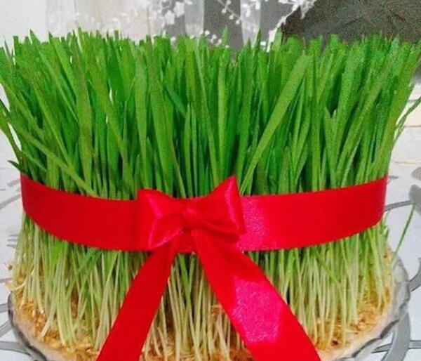 عکس سبزه ی عید نوروز