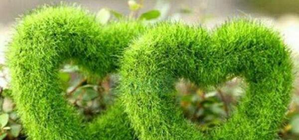 عکس سبزه ی عید نوروز