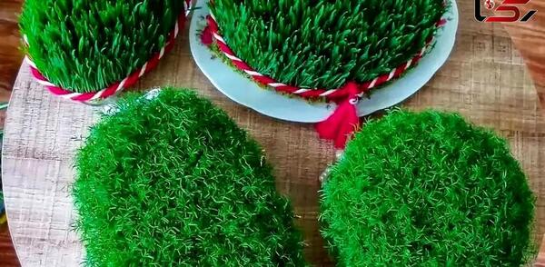 عکس مدل های سبزه عید نوروز