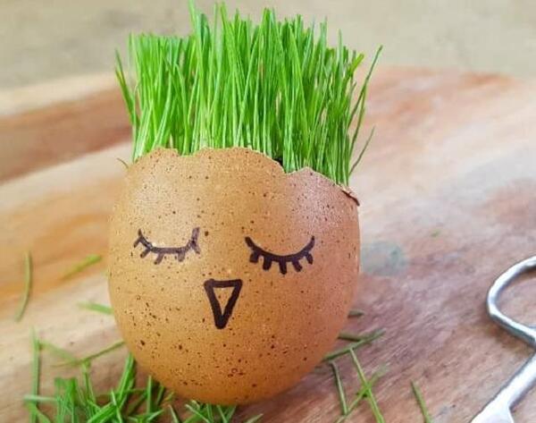 عکس مدل های سبزه عید نوروز