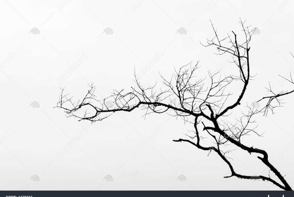 عکس سیاه و سفید درخت