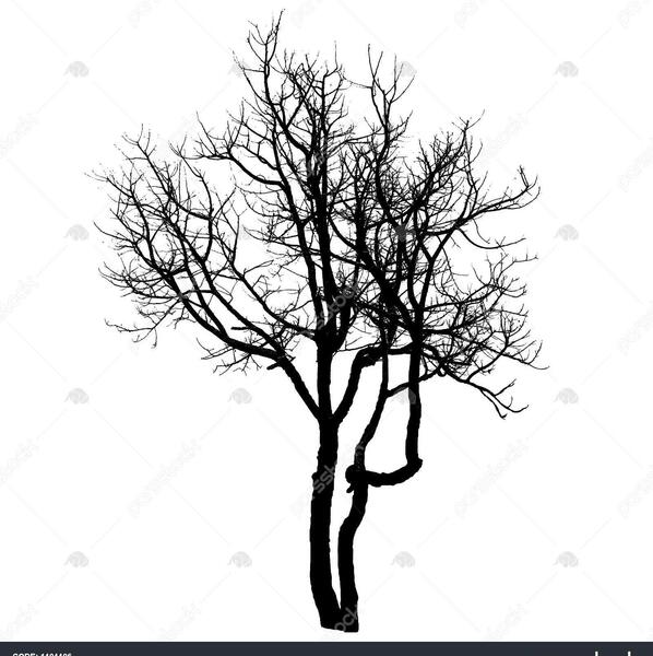 عکس سیاه و سفید درختان