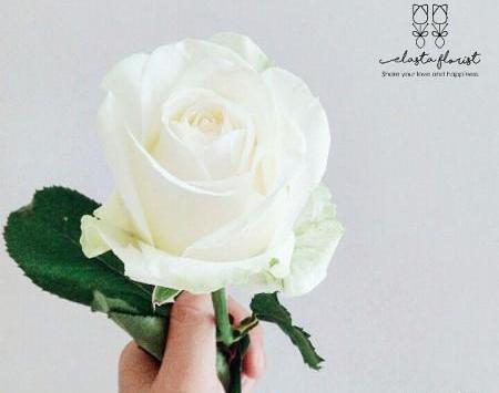 عکس گل سفید طبیعی