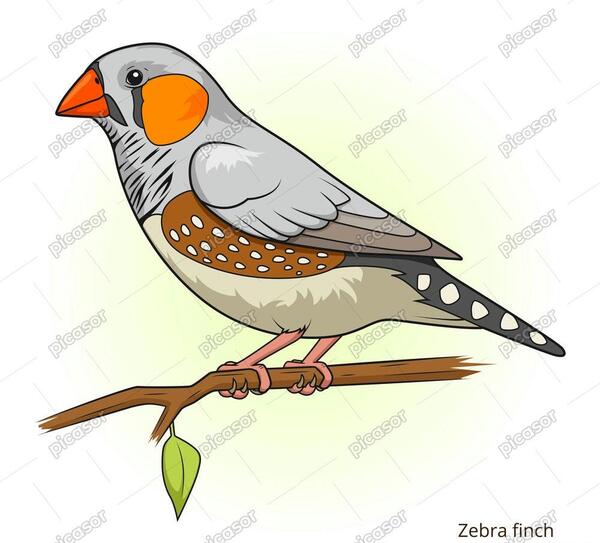 عکس پرنده فنچ سفید