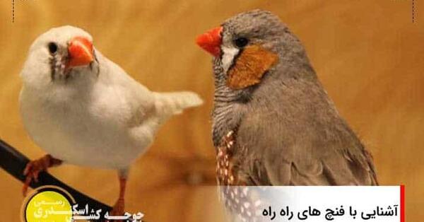 عکس پرنده فنچ سفید