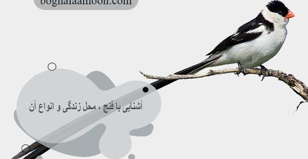 عکس پرنده فنچ سفید