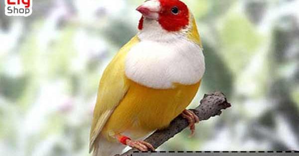 عکس پرنده فنچ سفید