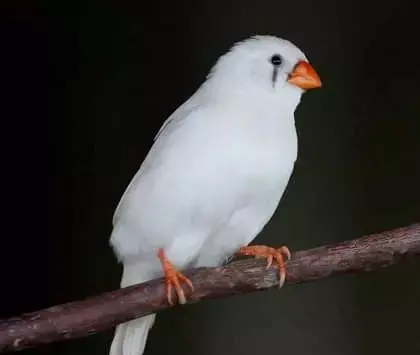عکس پرنده فنچ سفید
