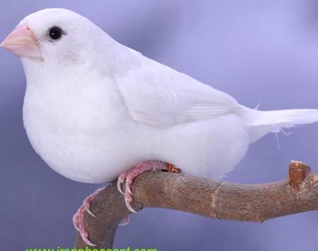عکس پرنده فنچ سفید
