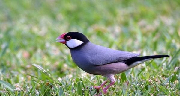 عکس پرنده فنچ سفید