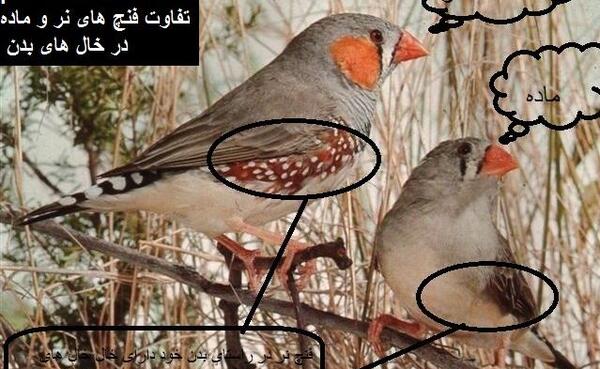 عکس پرنده فنچ سفید