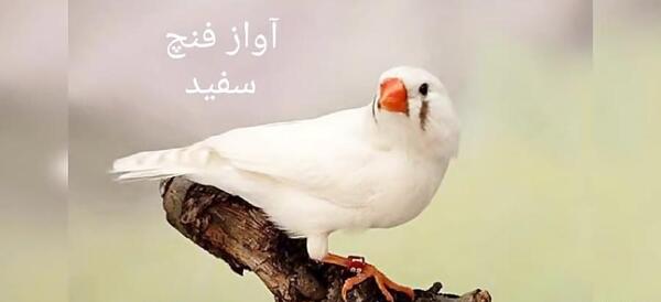 عکس پرنده فنچ سفید