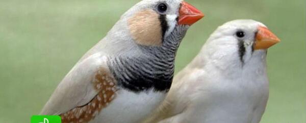 عکس پرنده فنچ سفید