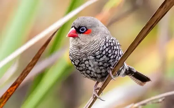عکس پرنده فنچ سفید