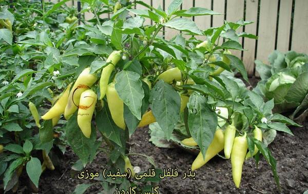 عکس درخت فلفل سفید