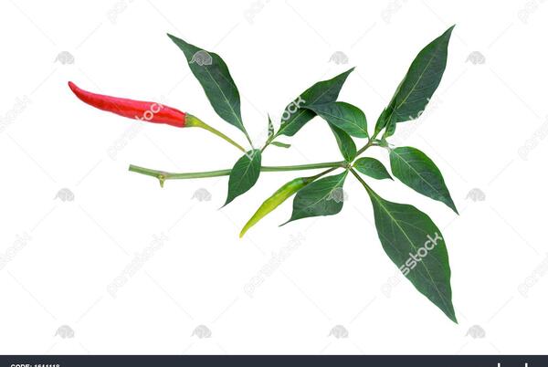 عکس درخت فلفل سفید
