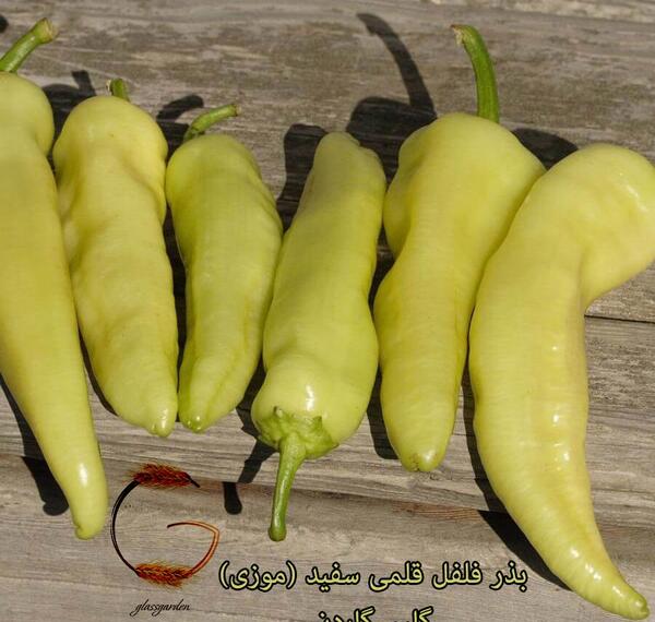 عکس درخت فلفل سفید